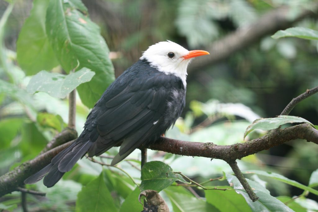 Bülbül allgemein Weichfresser e.V.